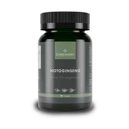 Notoginseng