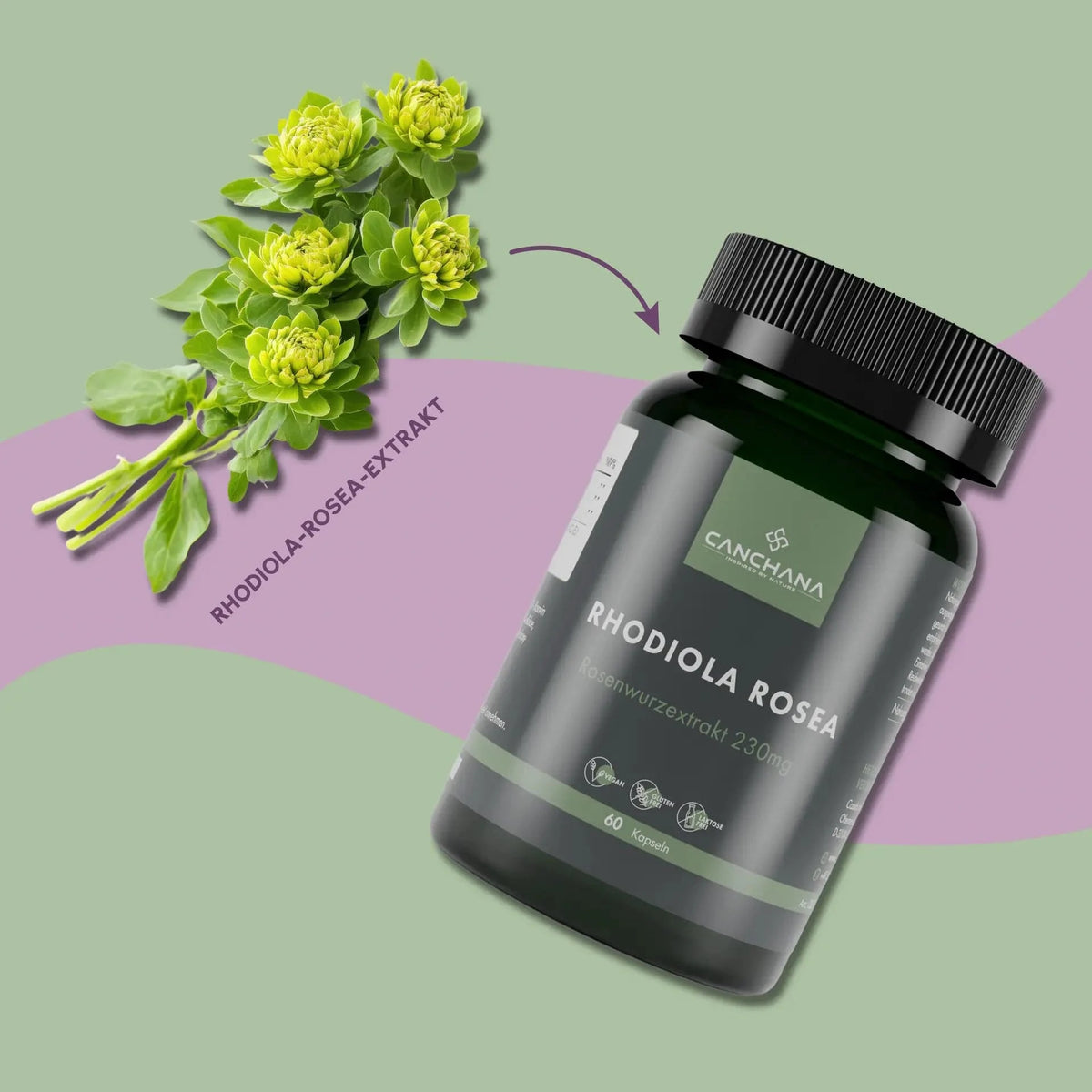 Rhodiola Rosea