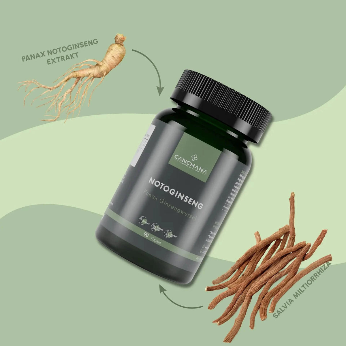 Notoginseng